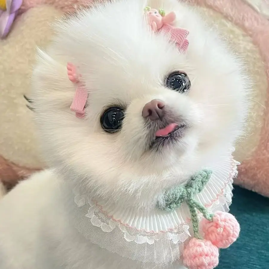 秋冬宠物狗狗猫猫可牵引可爱服装服饰