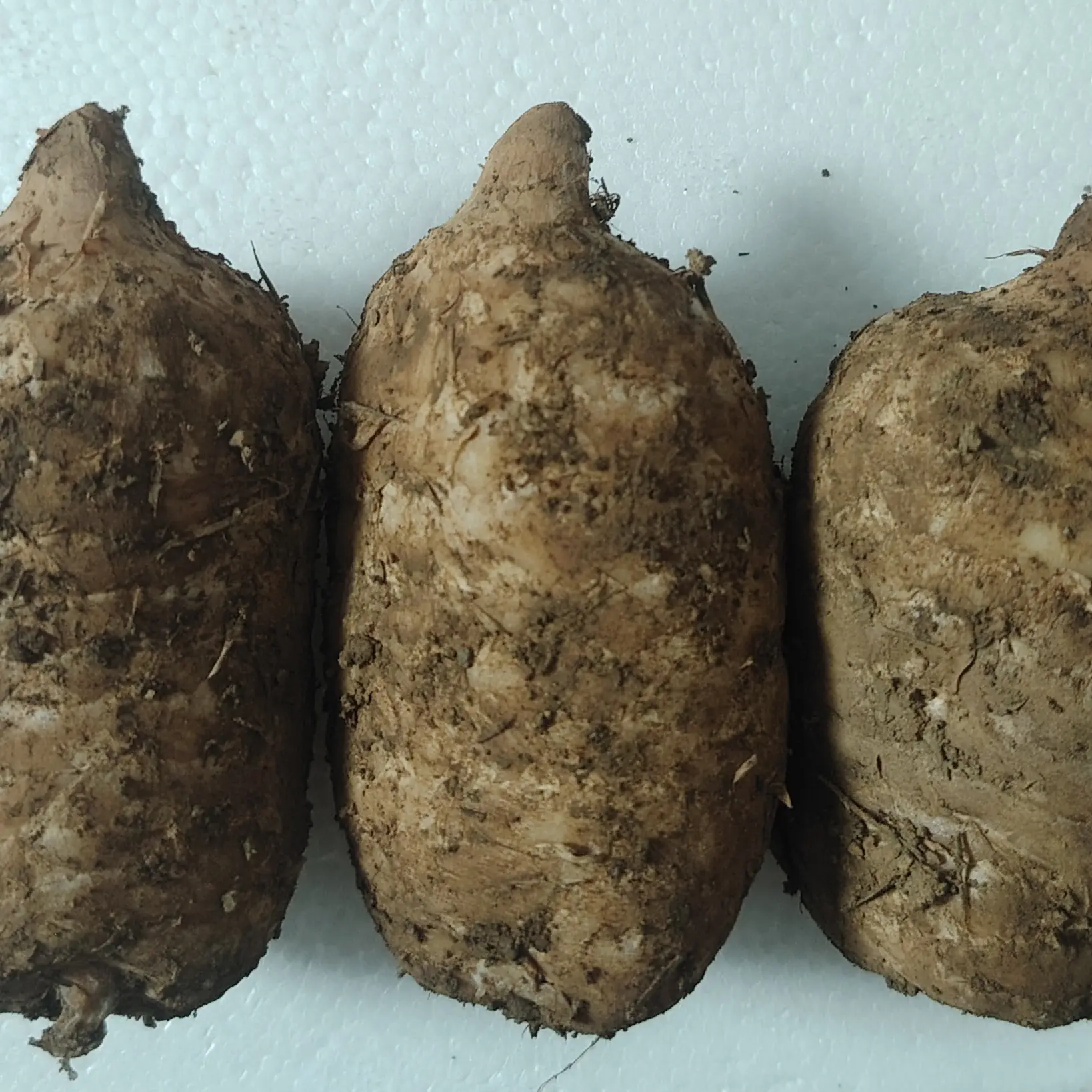 贵州赫章高山林下新鲜仿野生乌天麻现挖现发适合送礼