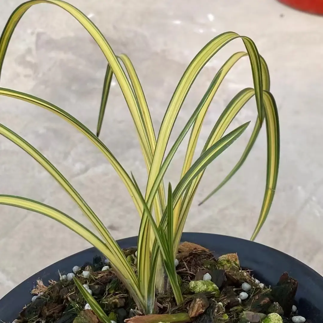 春兰蕙兰花卉艺草（直播间一物一拍）