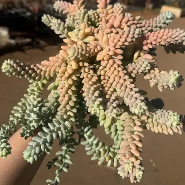 彩虹玉坠多肉植物室内外好养易活绿植盆栽