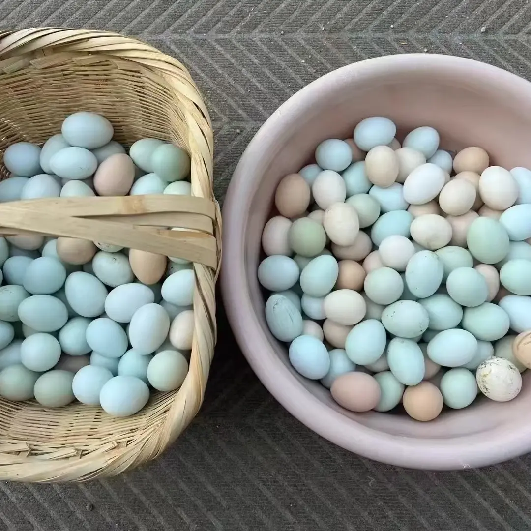 【初生蛋】粉壳绿壳初生蛋 正宗农家散养土鸡蛋新鲜美味营养