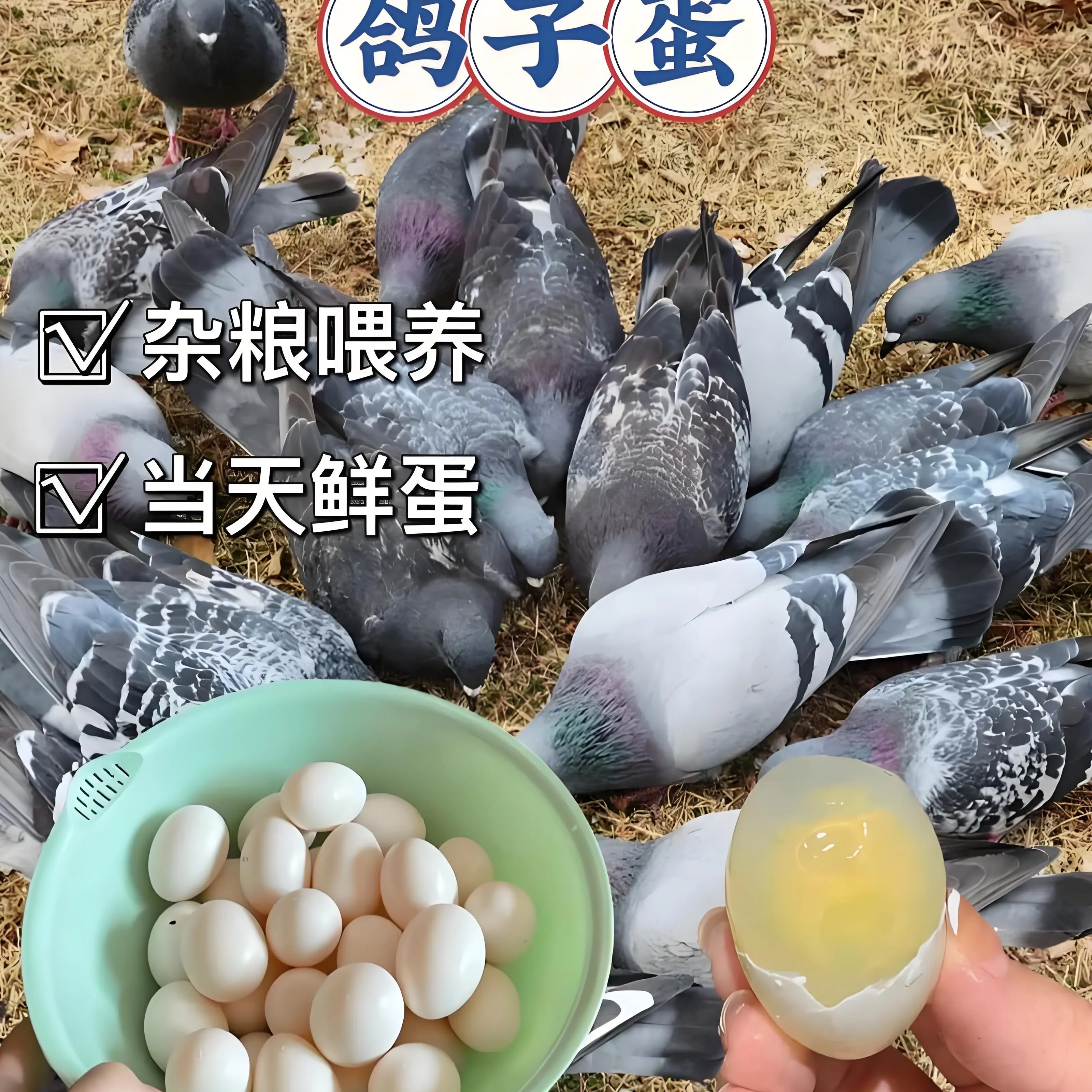 鸽子蛋新鲜营养适合孕妇宝宝和儿童