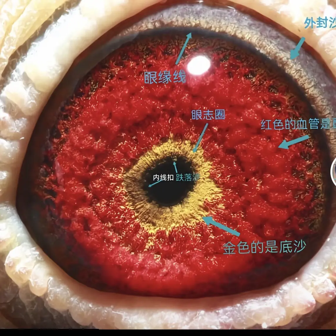 新版TED演讲文字稿纸质铁圈活页本赠送配套视频音频