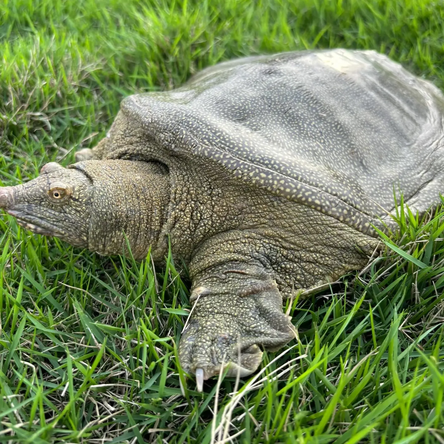 （2只）共6-7斤生态青黑背甲鱼冷水养殖鲜活放养顺丰京东包邮