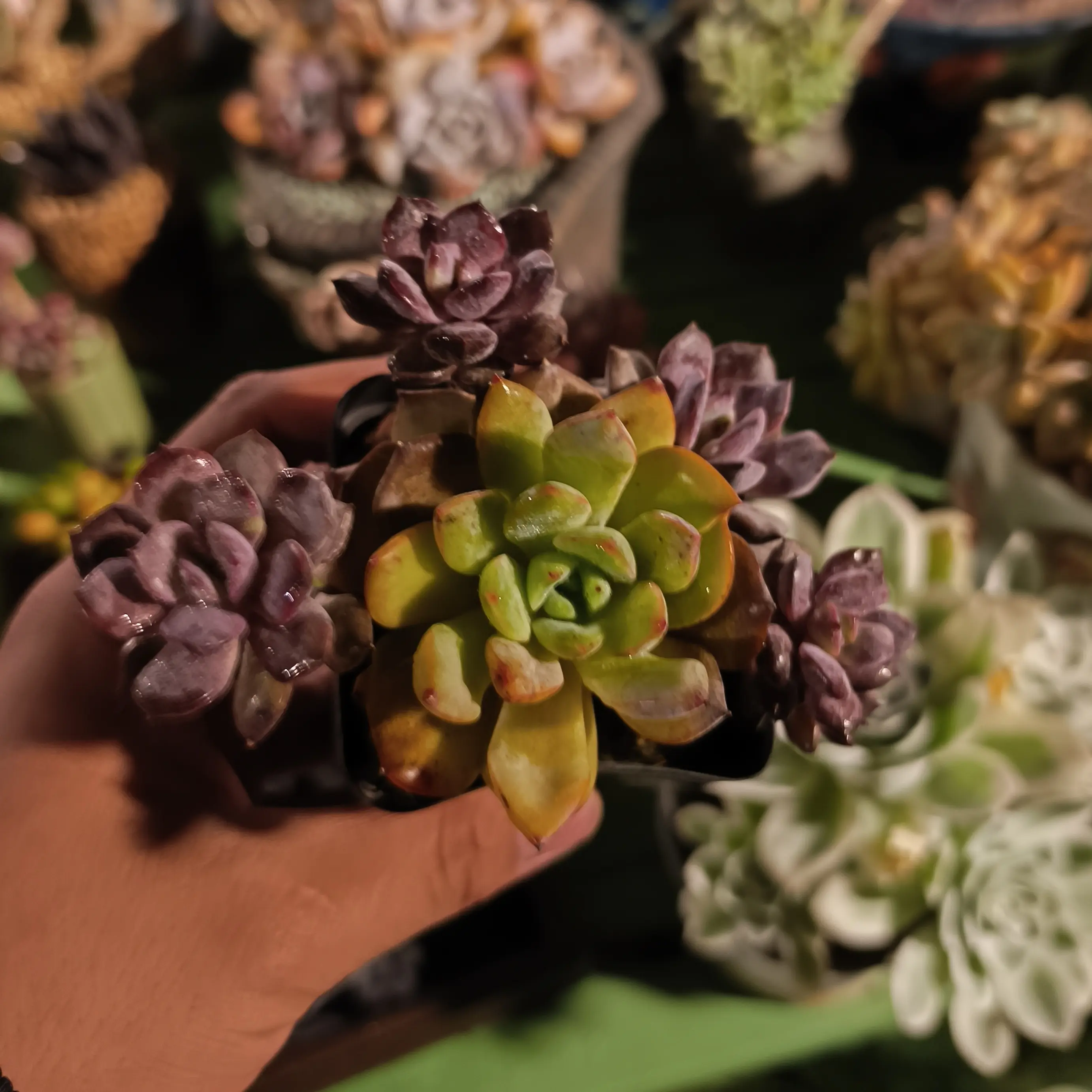 多肉植物新手好养绿植适合室内办公室易活精品肉肉