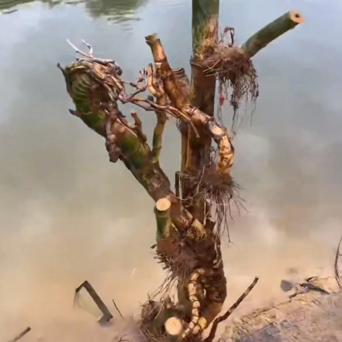 广东小叶簕竹闷跟大法