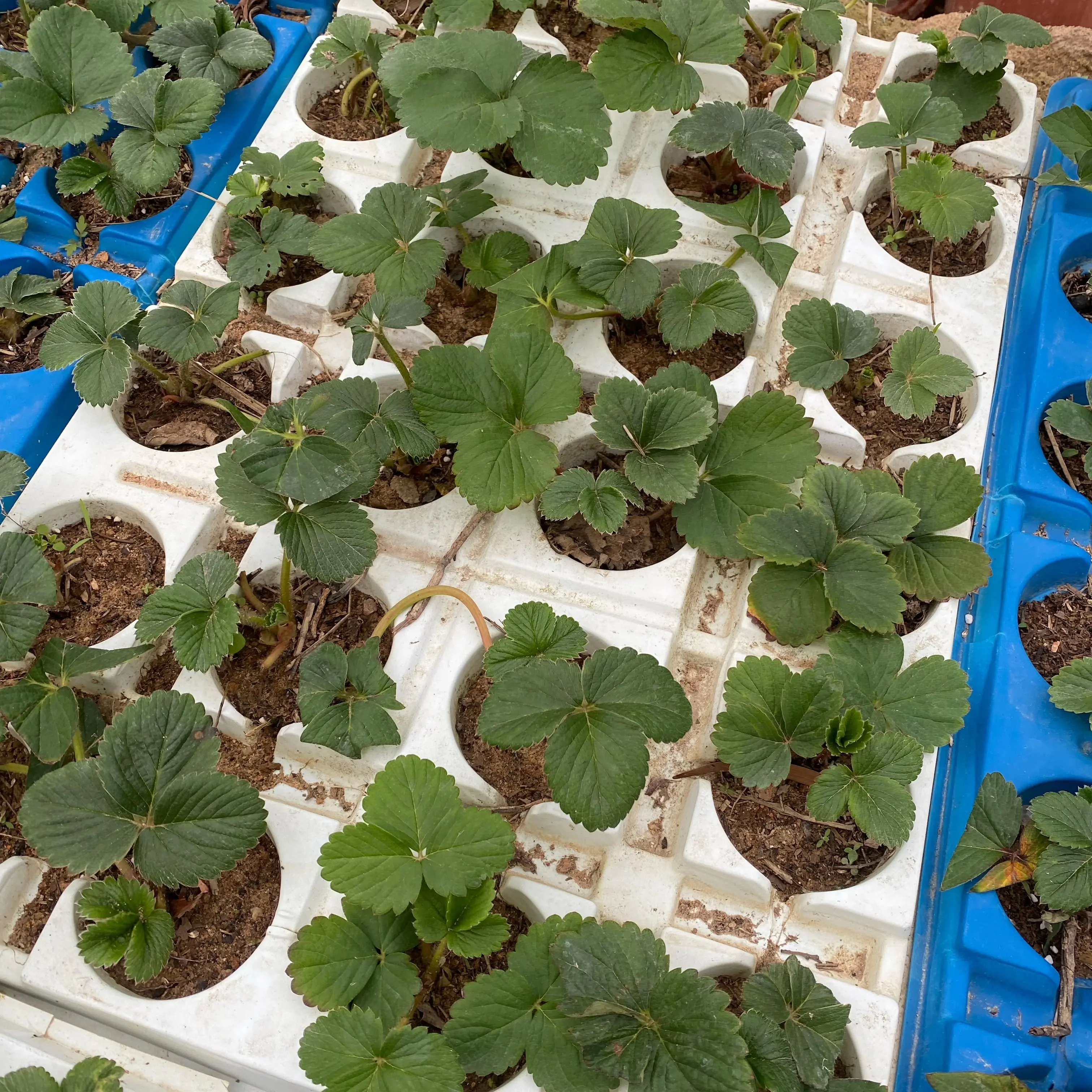 带原土当年新生苗草莓苗穴盘苗杯苗黑珍珠粉玉红宝天仙醉野草莓
