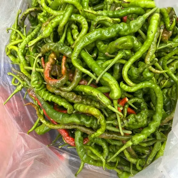 贵州本地农家现摘中辣皮薄皮软青辣椒新鲜蔬菜