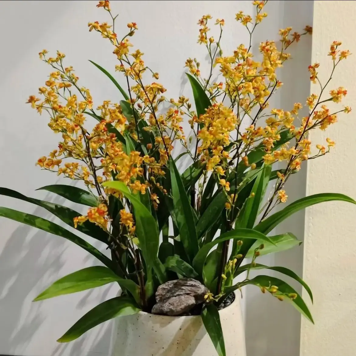 梦香兰-（130杯盆）盆栽光照下香味浓郁室内阳台好养护