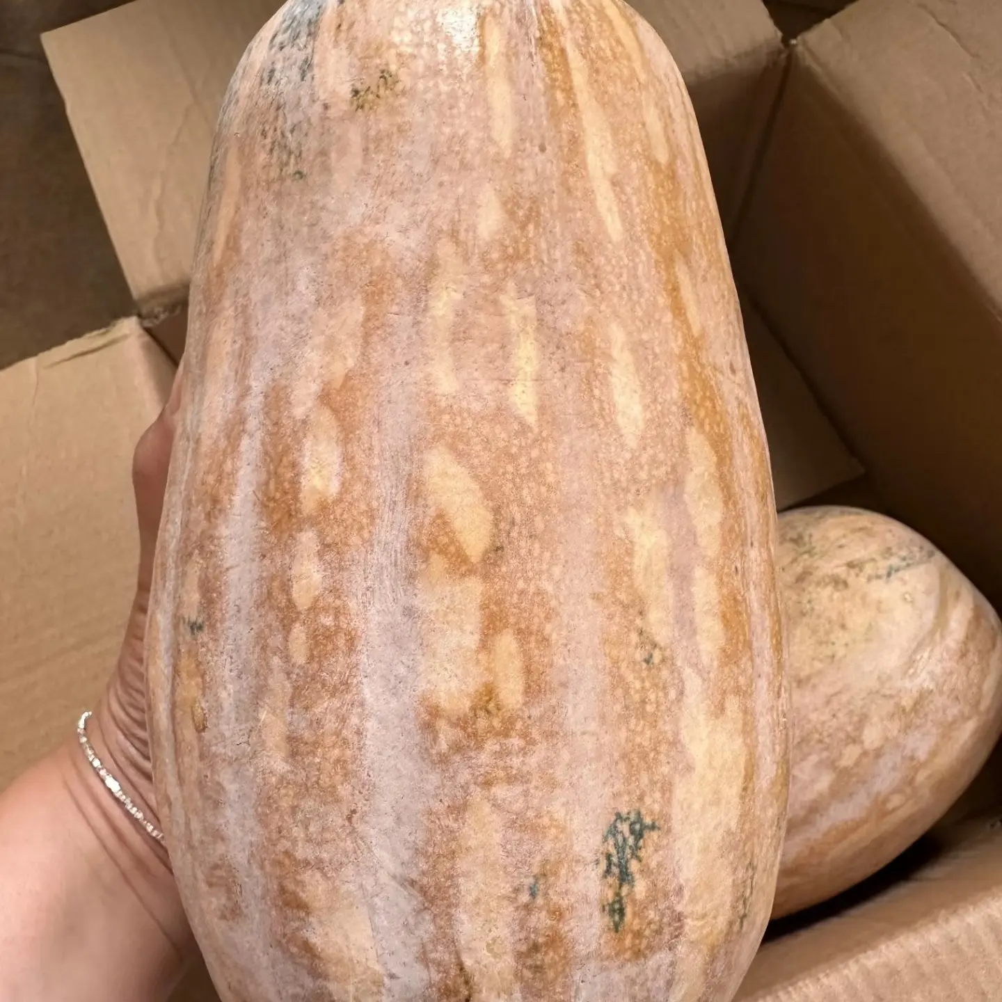 （小刘村长）云南高山蜜本老南瓜新鲜香甜软糯适合老人小孩宝宝辅食