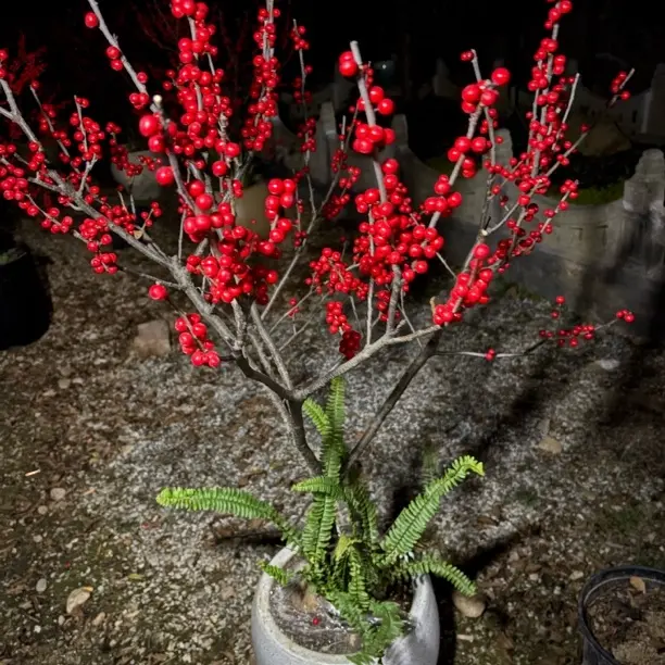 北美冬青红果果带果花卉绿植盆栽室内外耐寒年宵花喜庆植物盆景