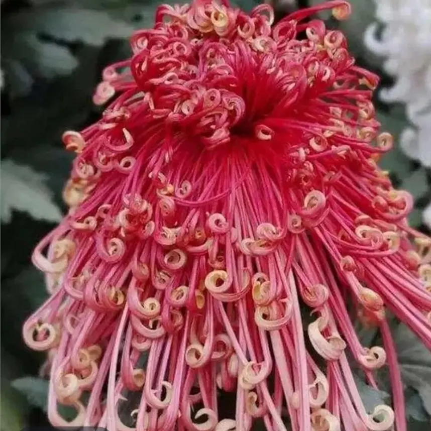 《国华花芳》菊花盆栽九月菊金丝菊牡丹菊开花好养耐寒多年生植物