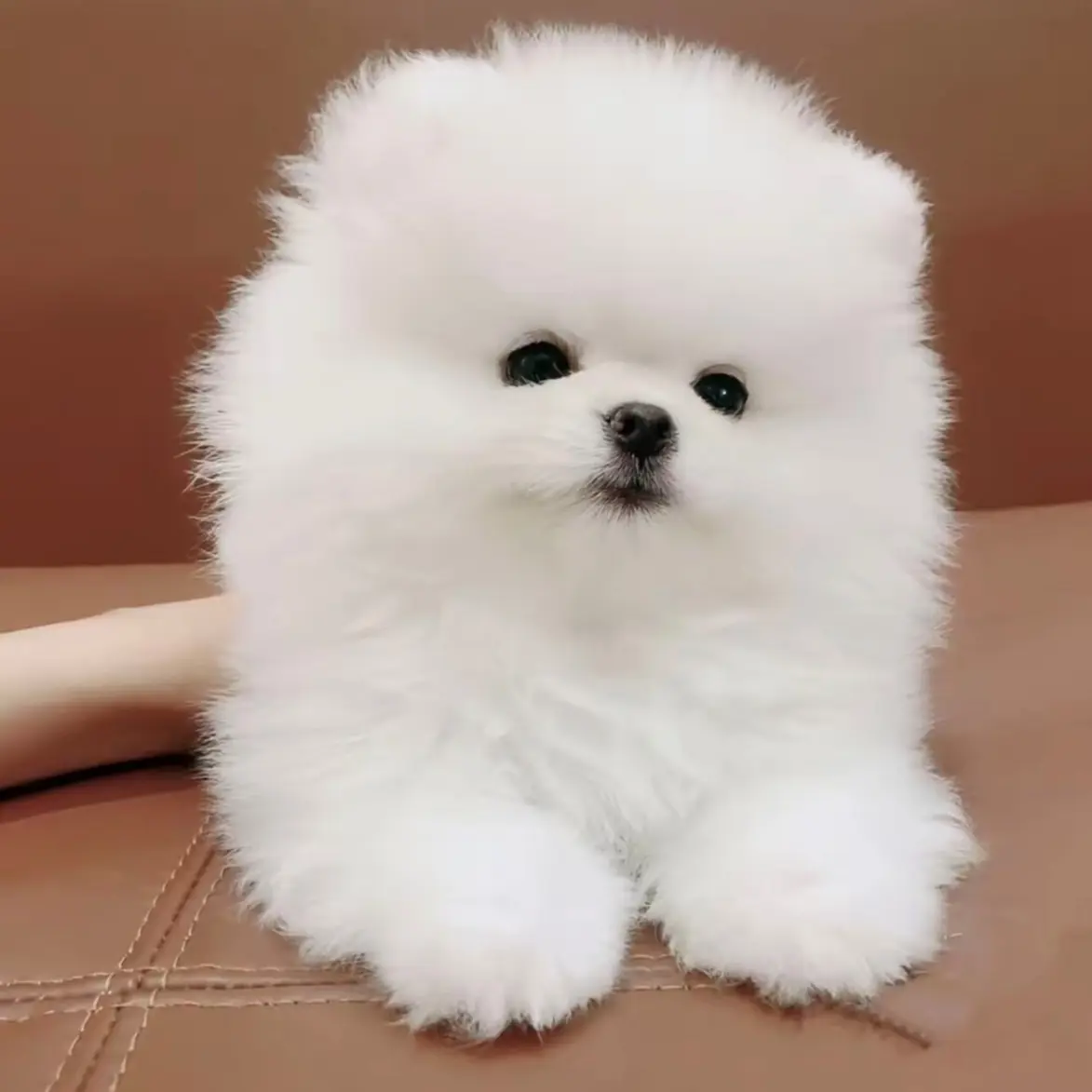 可爱小型犬博美不掉毛家庭伴侣犬活体宠物真狗