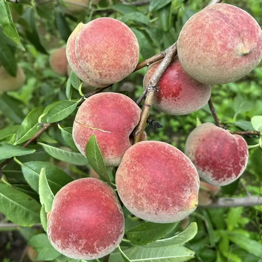 现摘现发沂蒙山蜜雪冬桃硬吃脆甜软吃蜜甜孕妇老少皆宜新鲜水果