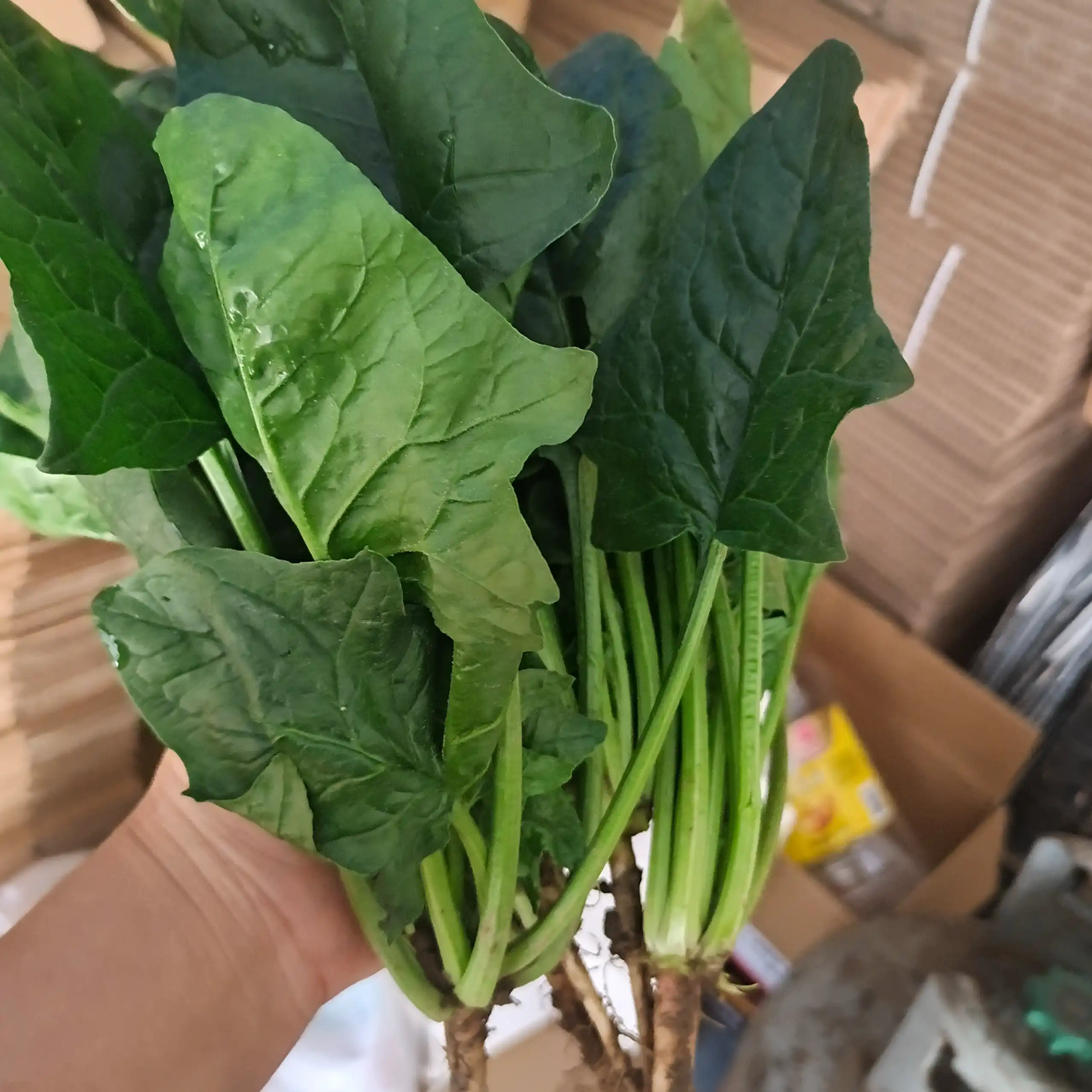 【书记助农】大别山农户自种现挖现发新鲜菠菜