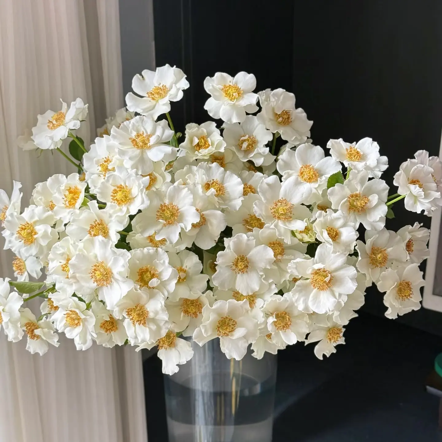 【婚纱】 白色半重瓣大波浪边丰花多头切花月季，1加仑扦插