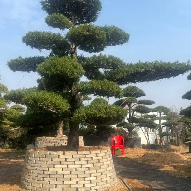 造型多样罗汉松别墅庭院景观树基地直发送货上门