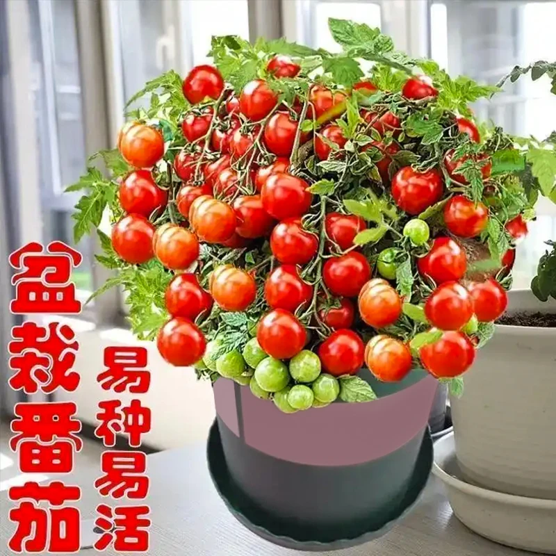 （带盆）矮生番茄苗小西红柿千禧种苗圣女果水果蔬菜苗四季庭院室内