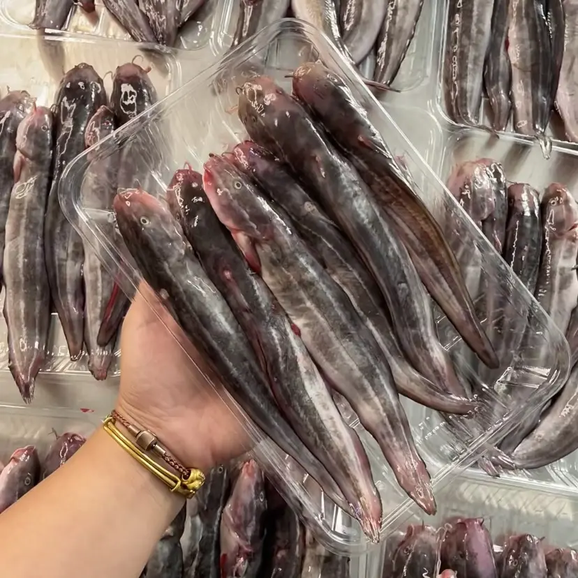 忘记初恋都不能忘记的汕尾本港野生沙毛鱼，焖咸菜砂锅煲