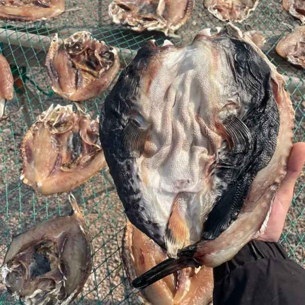 东海野生黑皮河豚鱼
