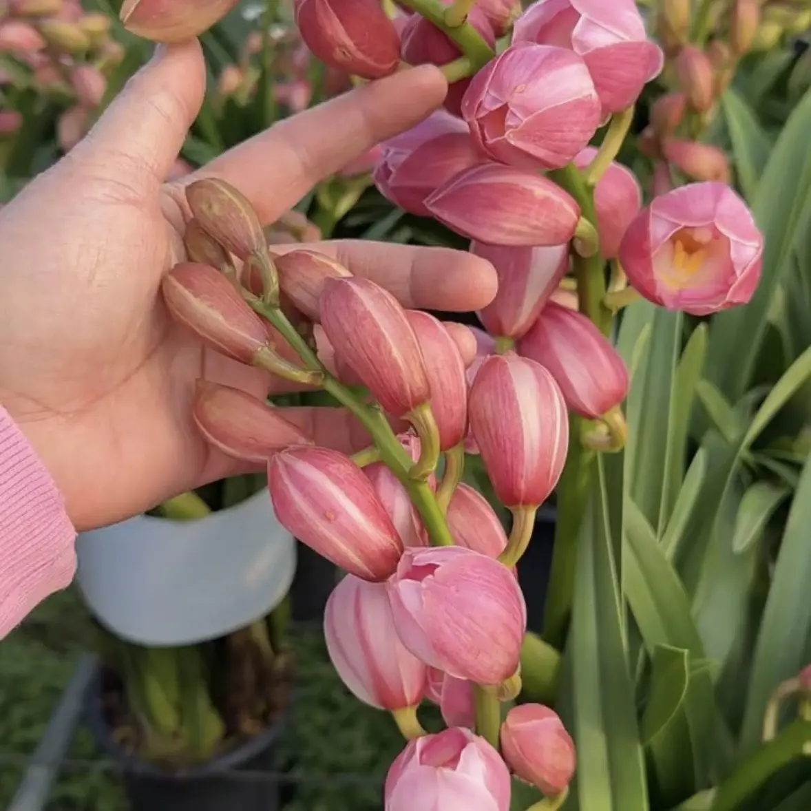 大花惠兰六朝金粉4支花剑