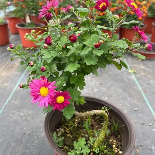 菊花鲜花绿植盆栽