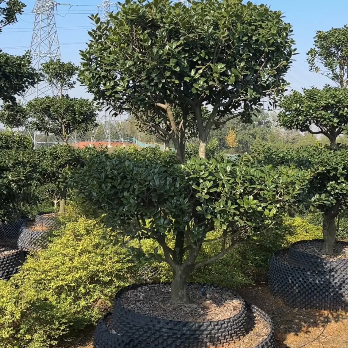 枸骨盆景庭院盆栽地栽四季常青绿植鸿运果树金玉满堂原生老桩大树
