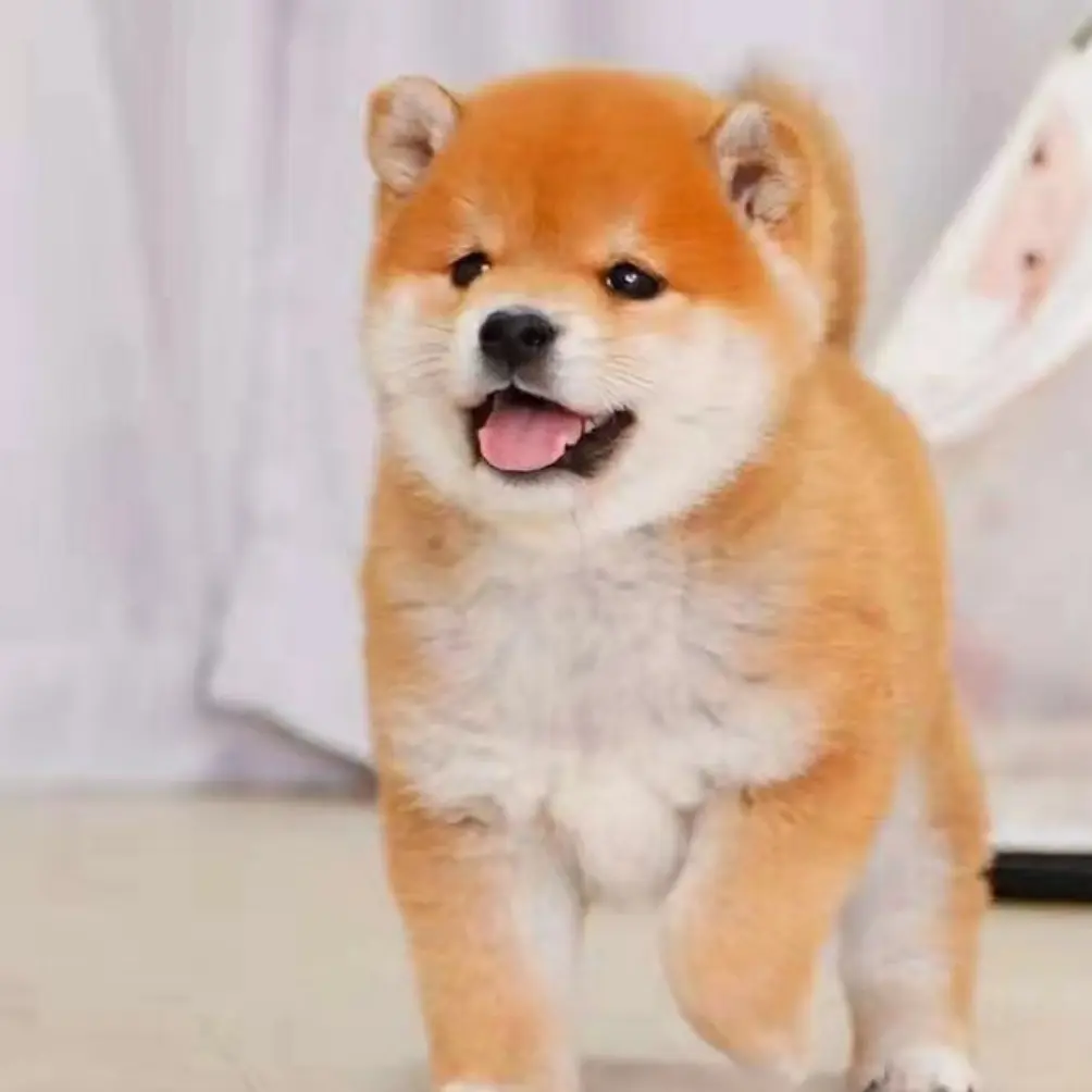 柴犬幼犬活体狗狗出售