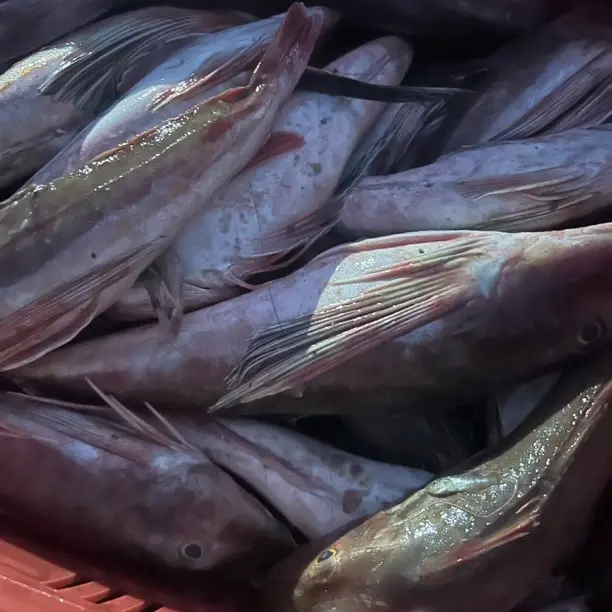 渤海湾纯野生红头鱼红娘子鱼顺丰包邮冷冻发货