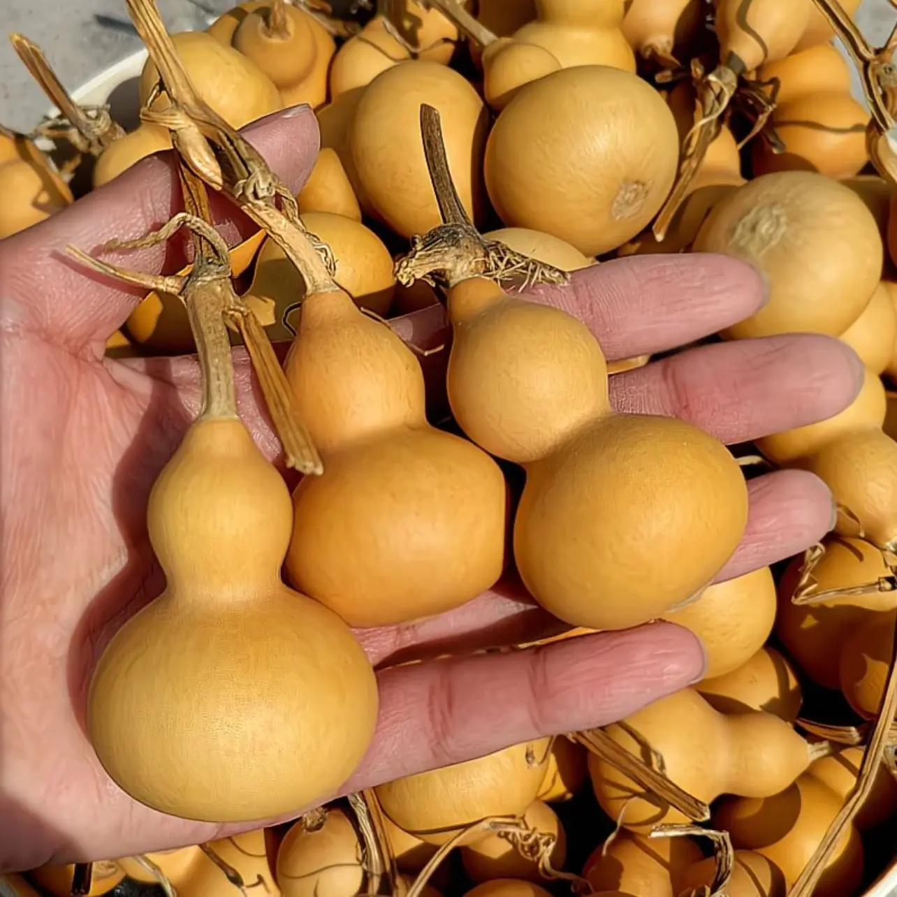 天然小葫芦手把件盘玩文玩带龙头福禄葫芦优选自家种植小葫芦