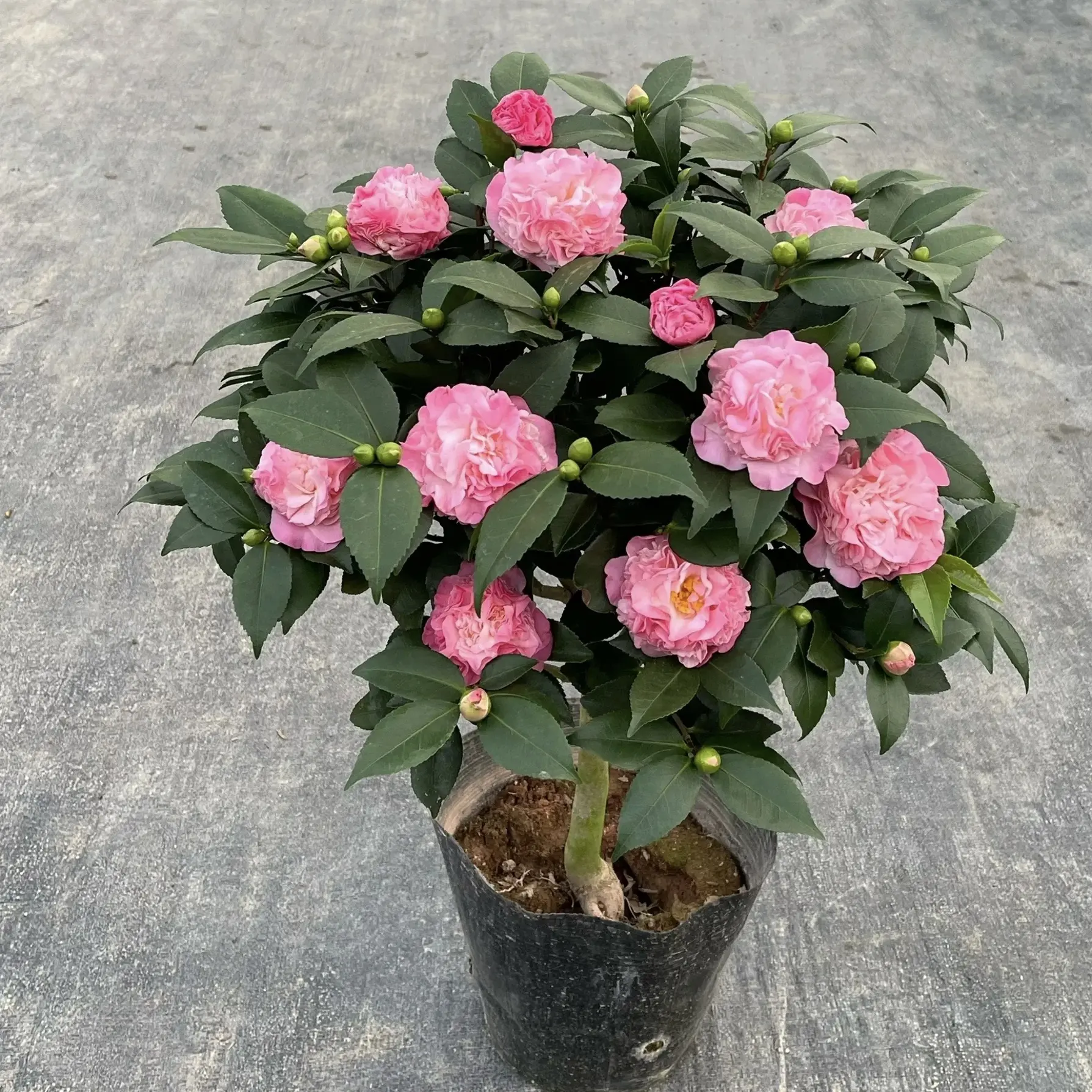 带花苞香妃茶花浓香型重瓣粉红色室内外好养耐寒四季开花盆栽