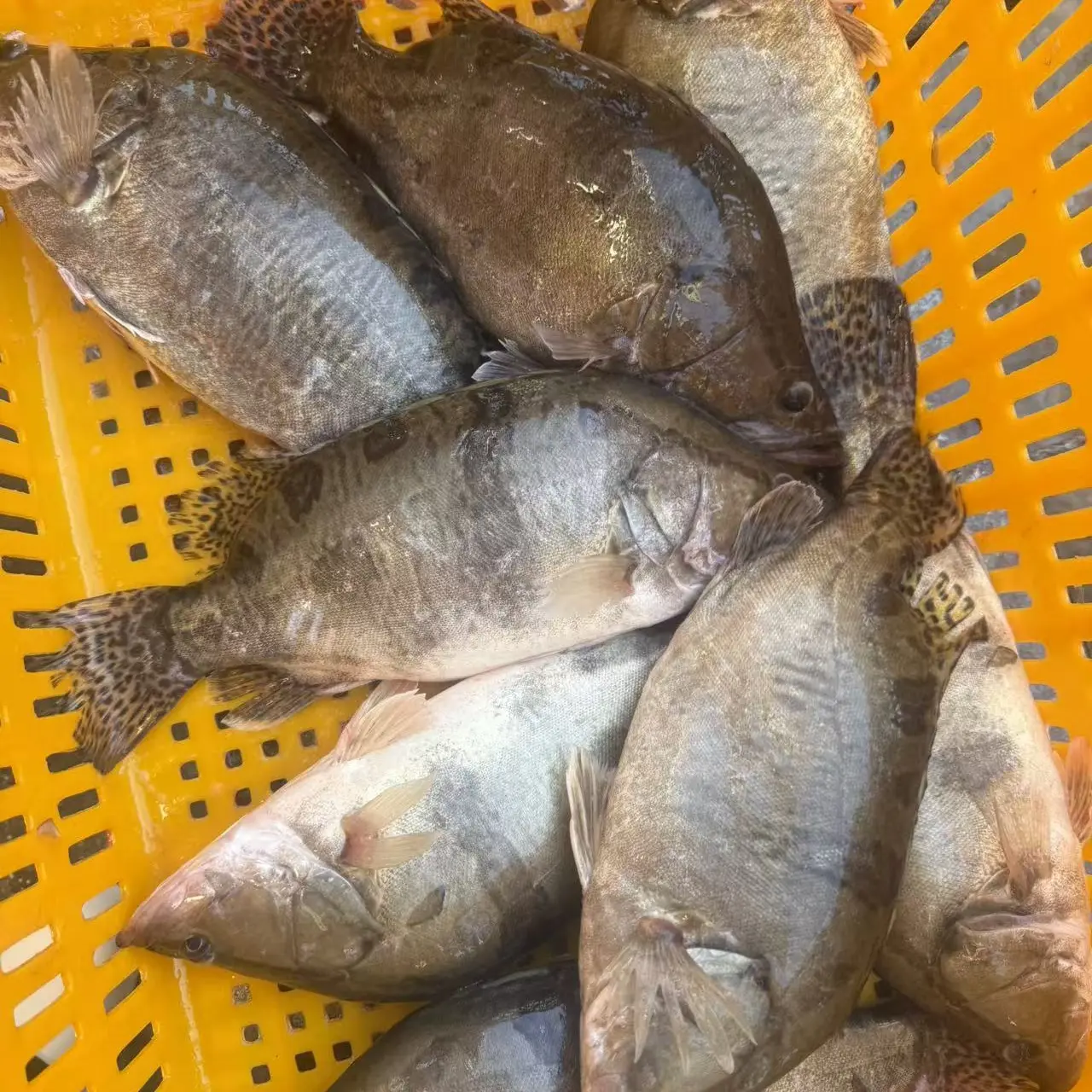 冷水鳌花鱼 鲜活发货/保鲜不保活 顺丰包邮