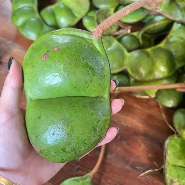 云南巨型榼藤豆荚，过江龙