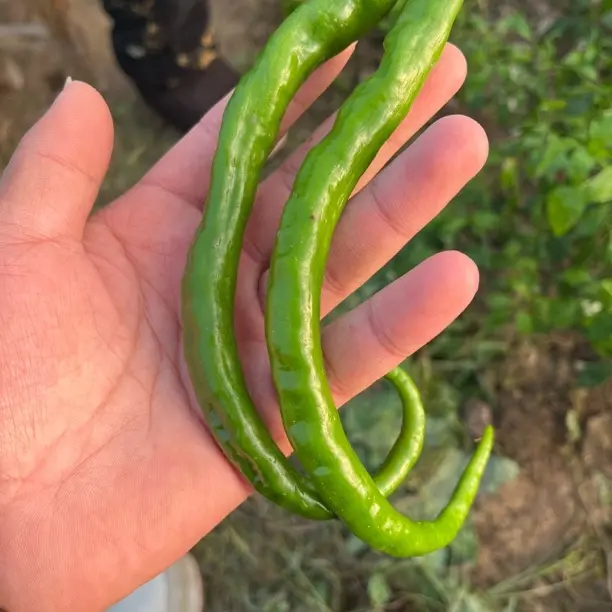 湖南本地农家软皮辣椒新鲜薄皮青辣椒当季蔬菜皱皮辣椒香辣