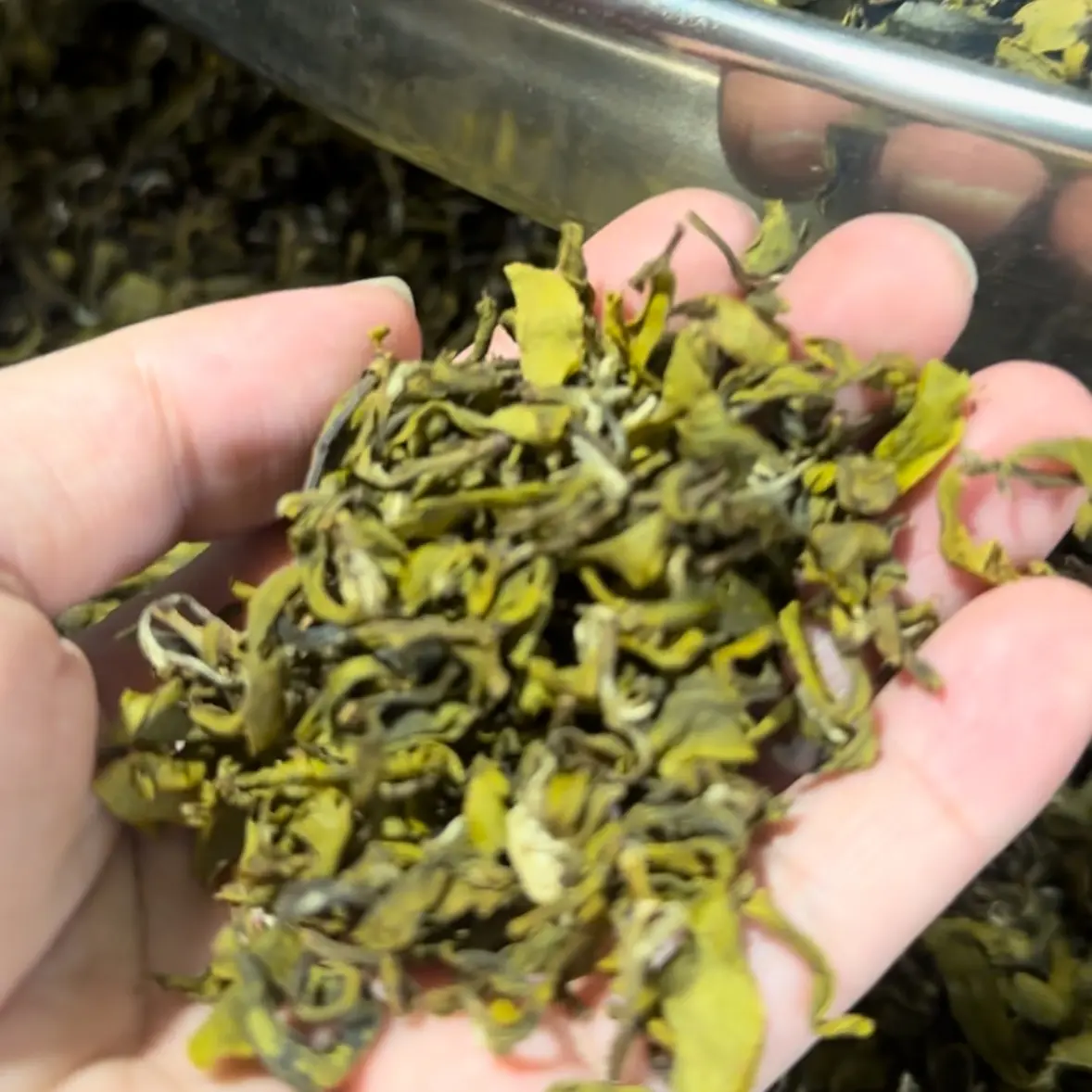 雪片禾黄茶｜蜜香绿茶｜紫金蝉茶｜花果蜜韵｜回味甘醇｜紫金高山绿茶