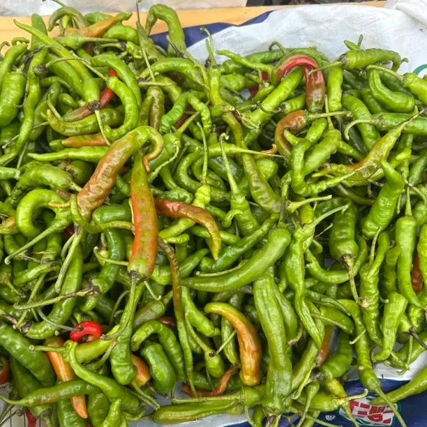 农家代收贵州本地青辣椒
