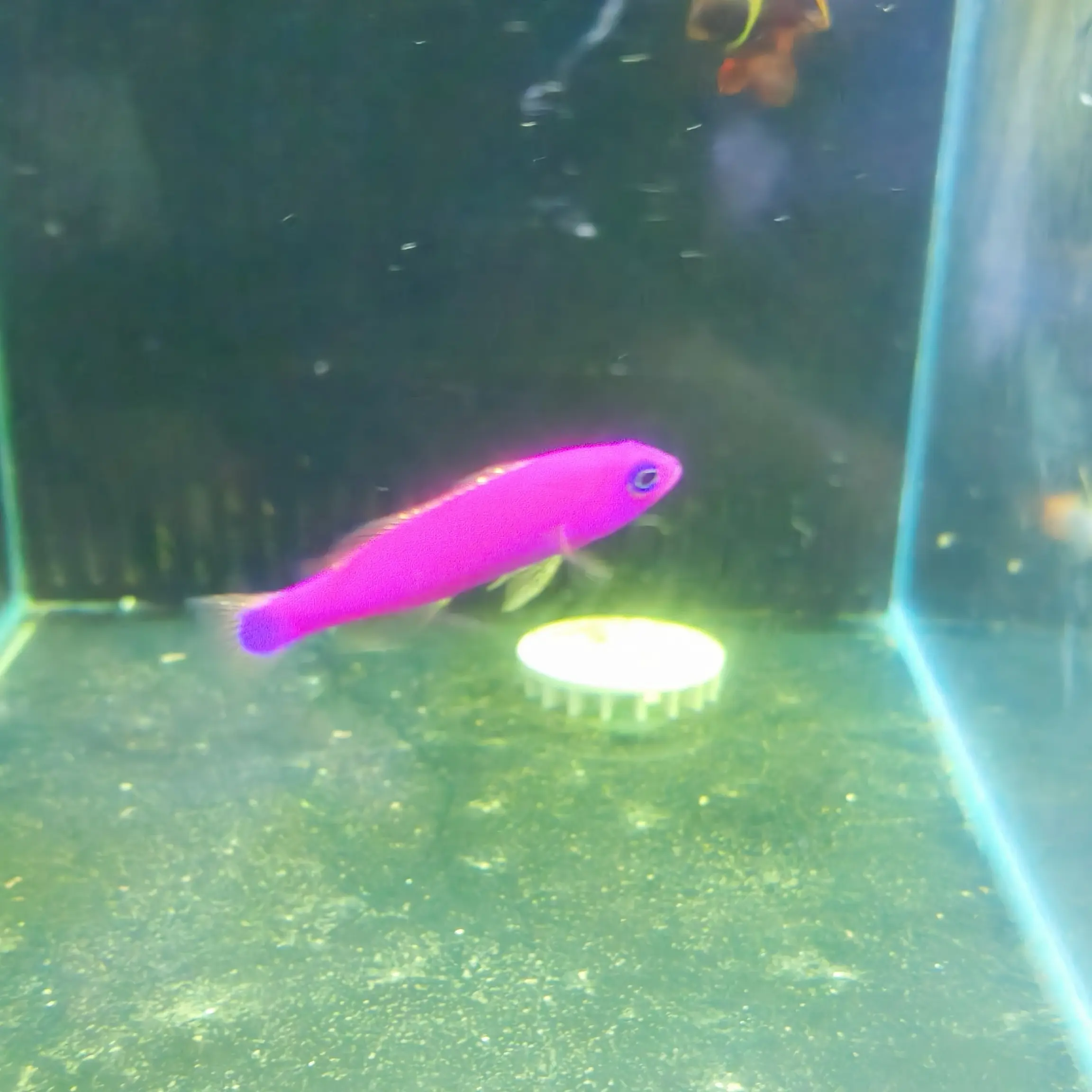 海水鱼，紫草莓，好养耐活，报损不包邮