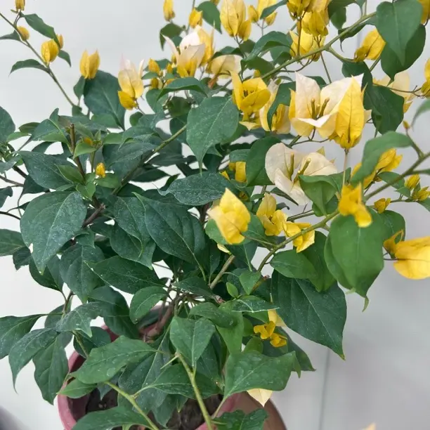 （金蝉）三角梅盆栽四季开花原盆原土花卉基地种植