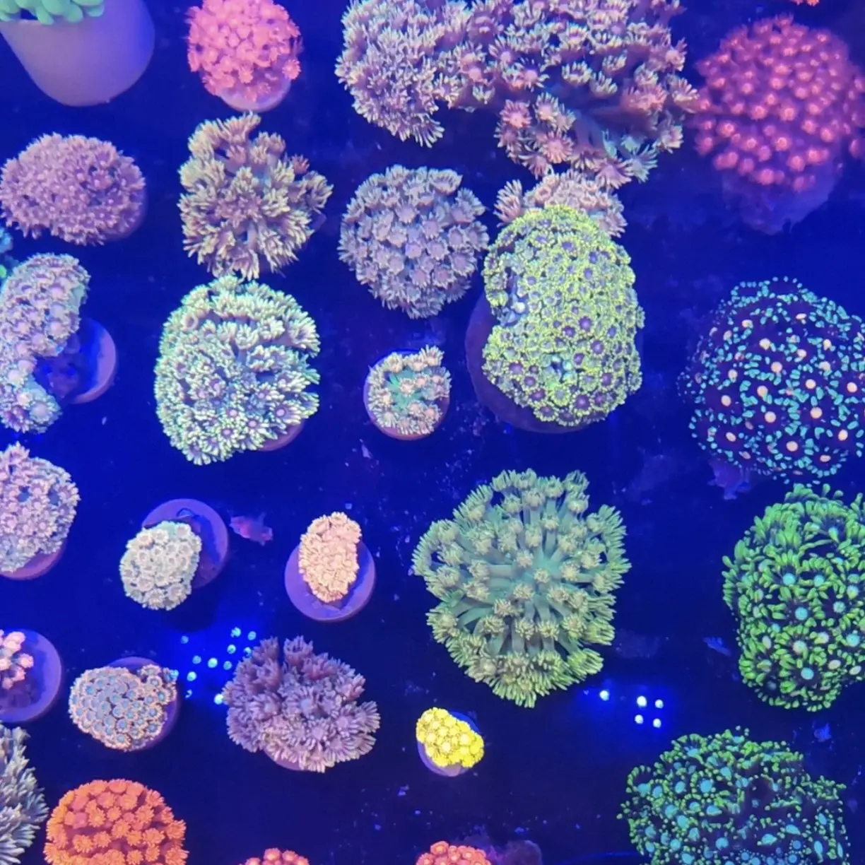 各种花花水草非常好看