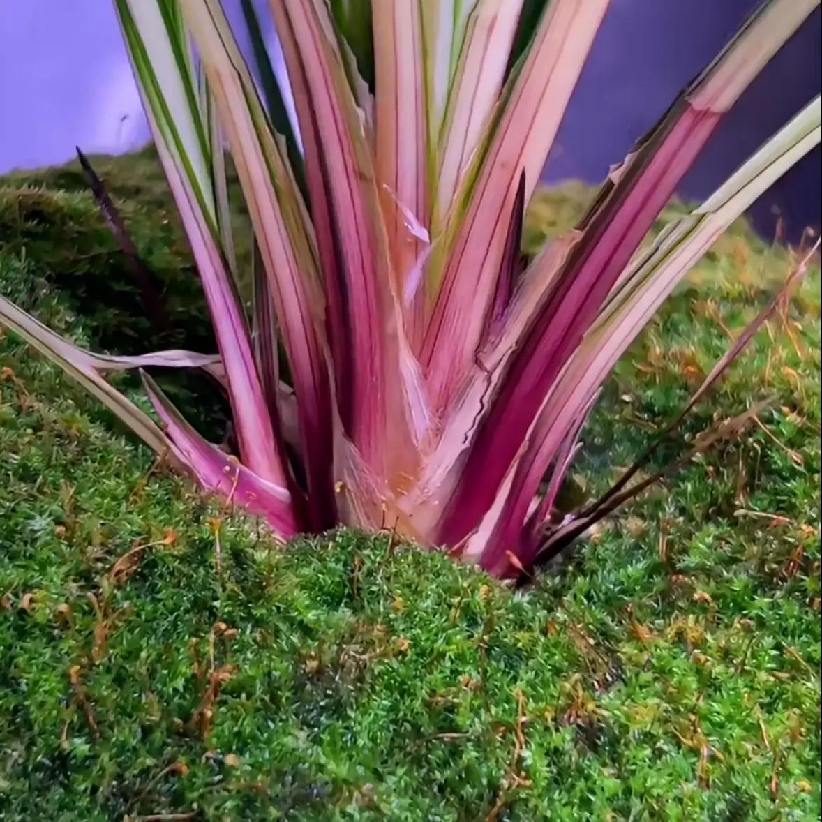 新种兰花苗艺草直播一物一拍