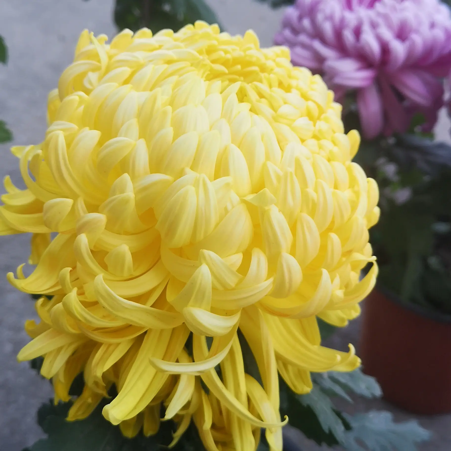 大菊花国国华大宝菊带花苞原土室内庭院阳台花卉绿植