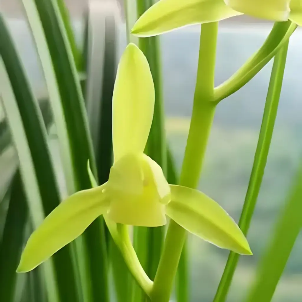 兰花春剑春兰四季兰莲瓣兰随机发货