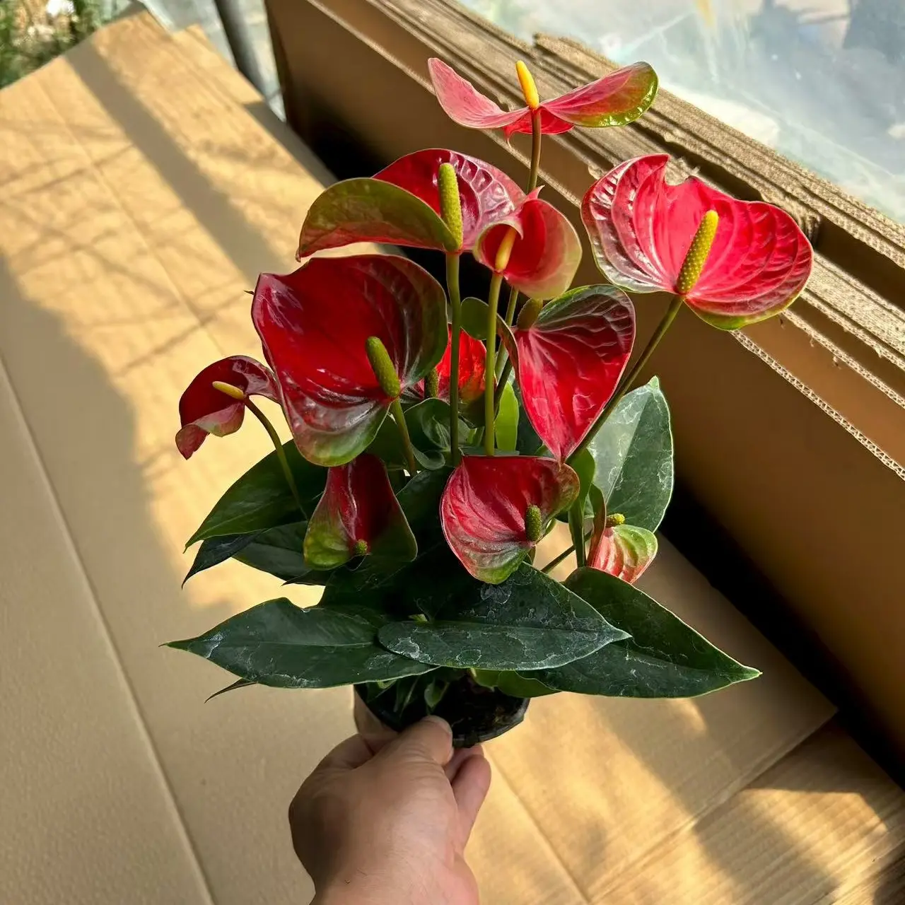 红掌盆栽带花苞室内绿植花卉30 - 40cm四季开花
