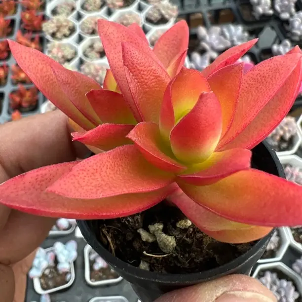 火祭多肉植物办公室好养绿植盆栽新手易活肉肉花卉