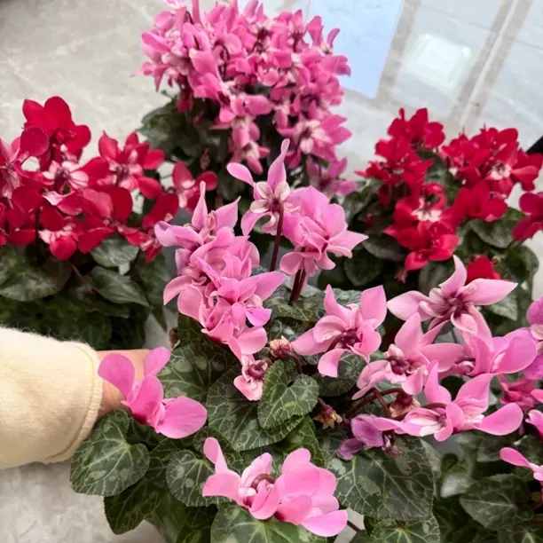 仙客来盆栽带花带花苞耐寒好养室内阳台花卉