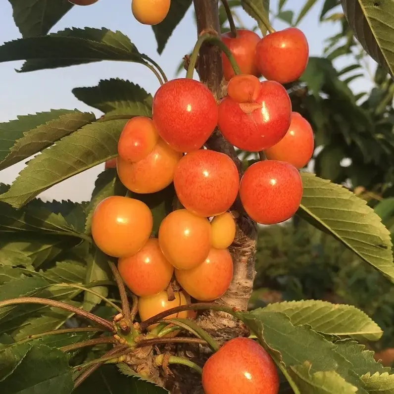 买3斤送2斤黄蜜水晶樱桃当季水果5斤现采现摘多汁顺丰空运
