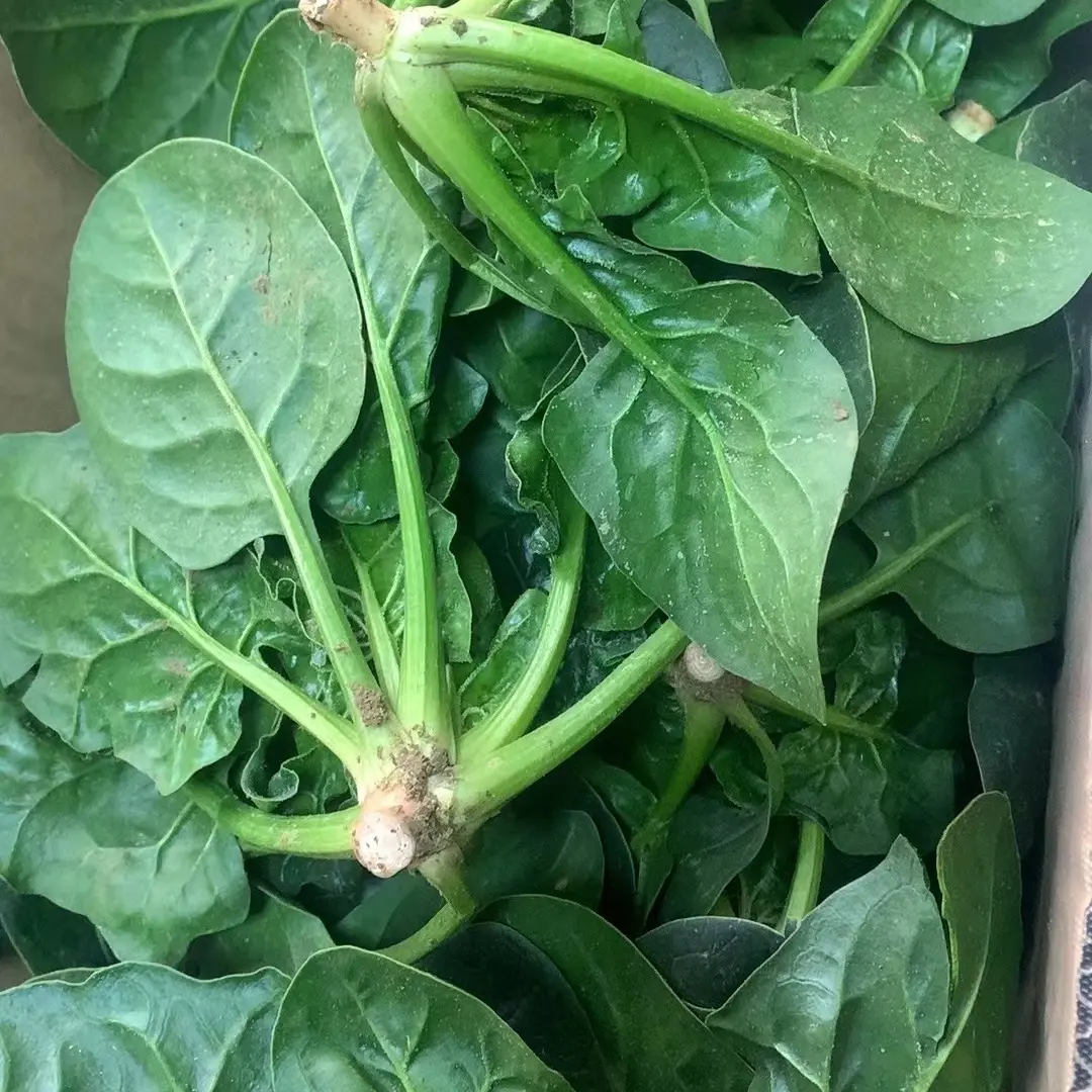 河南露天霜打矮秆趴地小菠菜新鲜现挖叶菜