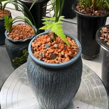 浓香型带花苞兰花好养易活室内外高端精品绿植花卉