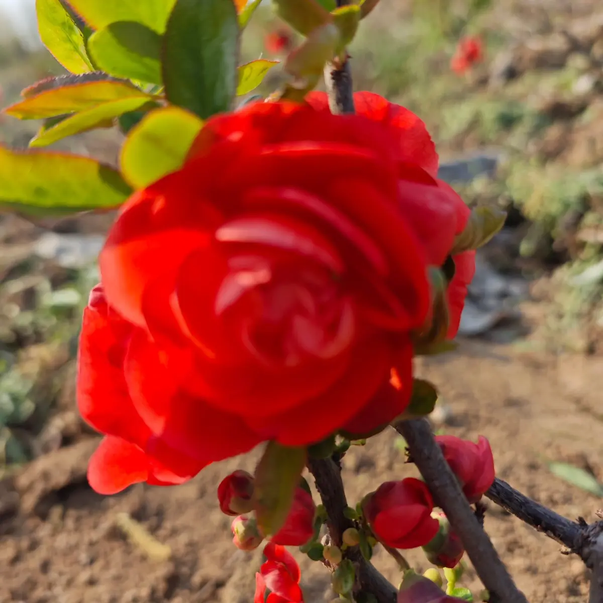 【裸根发货】梦绘卷海棠花重瓣大红色室内外阳台庭院盆栽花卉