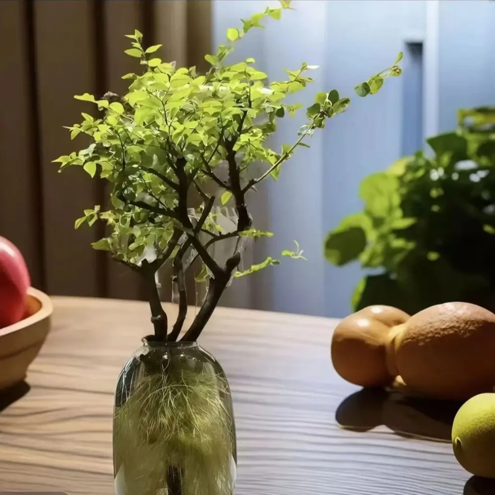 自然好养活水培毛叶丁香小叶树苗鲜切枝室内茶台桌面绿植可水培